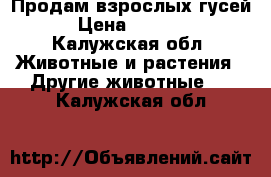 Продам взрослых гусей › Цена ­ 1 300 - Калужская обл. Животные и растения » Другие животные   . Калужская обл.